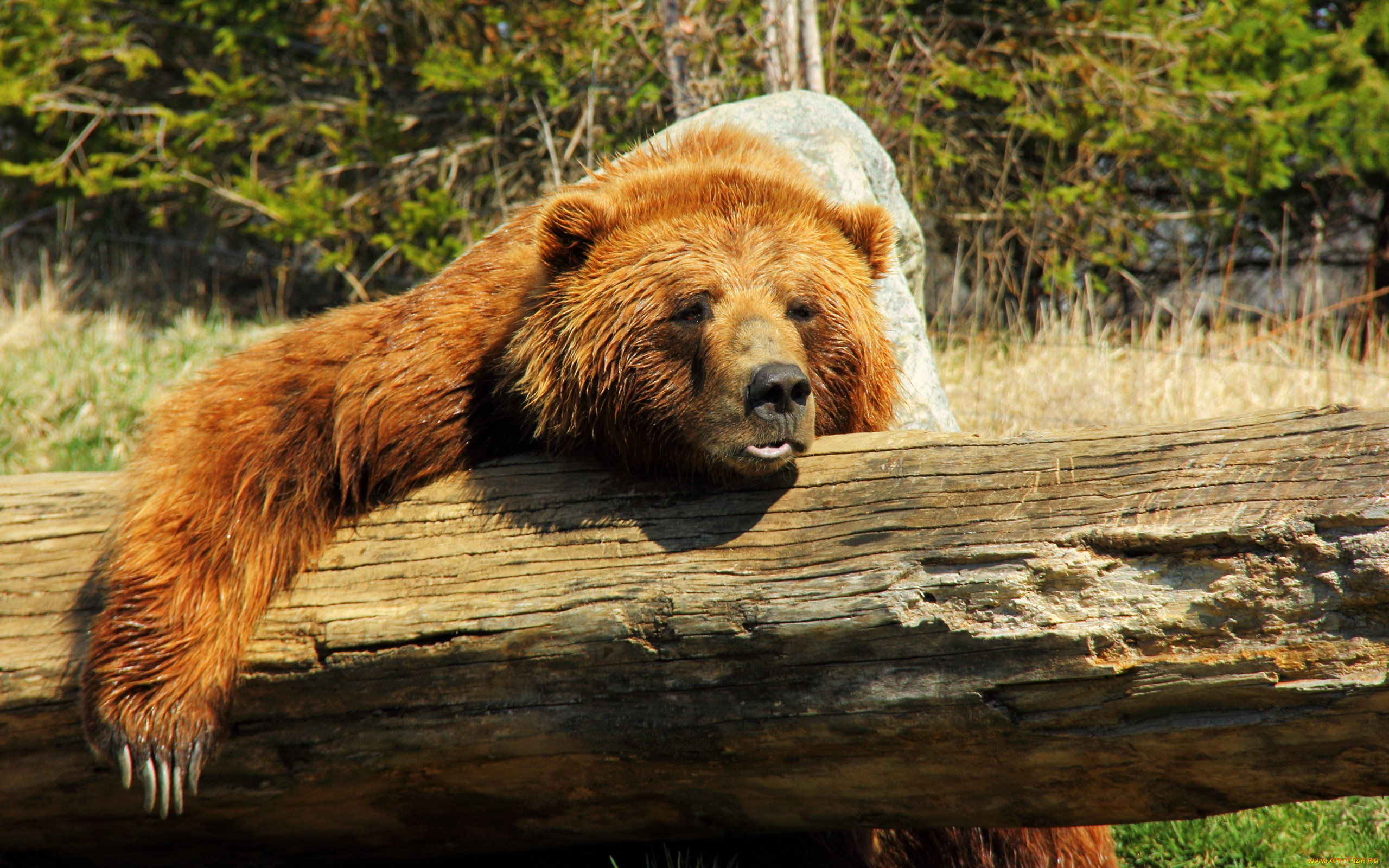 Красивые фото медведей в хорошем качестве